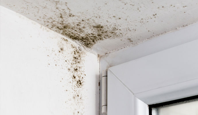 mold and mildew remediation have dangerous mold